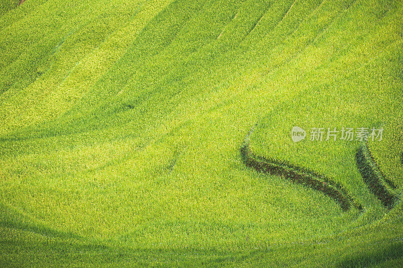 美丽的风景，绿色的稻田准备在越南西北部的梯田日落山在木仓寨，Yen Bai，越南